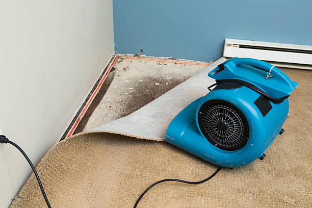 Best Water damage contractors near me  in Chisago City, MN